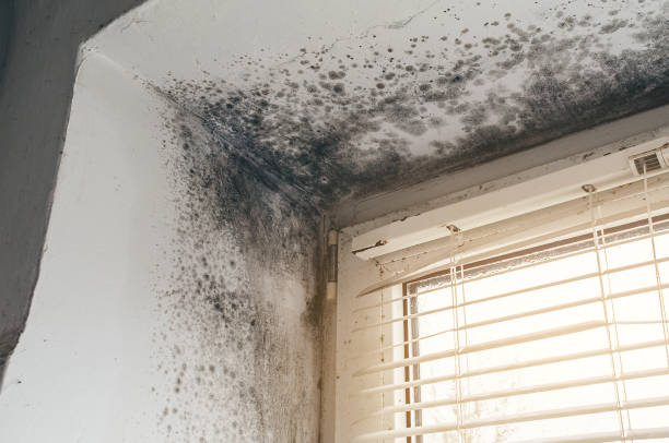 Affordable Attic Mold Removal solutions in Boon, MI