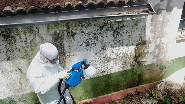 Top rated local Attic Mold Removal specialists in Boon, MI